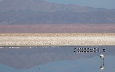 Velvet moments: travel photo of the week – Laguna Chaxa laguna-chaxa-chile-photo