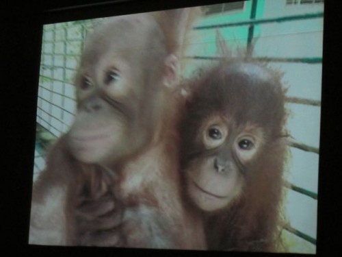 Video at the Sepilok Orangutan Sanctuary