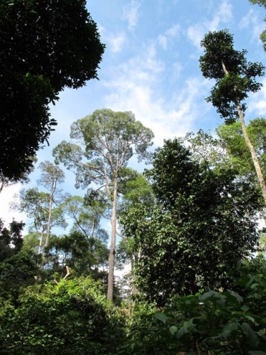The rainforest