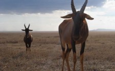 Velvet moments: travel photo of the week – Serengeti Topi-Serengeti_Tanzania-photo