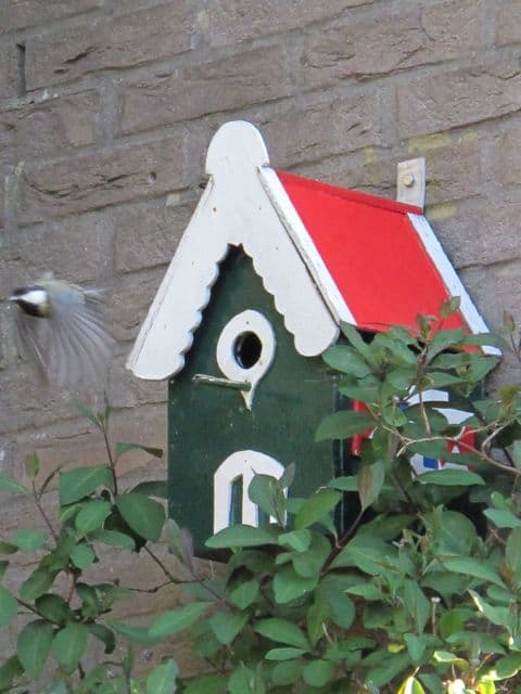 Birds busy in spring