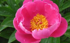 Velvet moments: spring in my garden primrose_my_garden