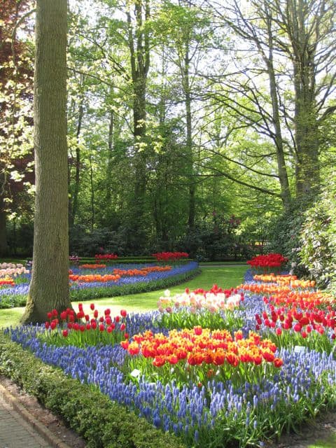 Keukenhof garden, Holland
