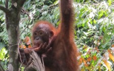 Velvet moments: travel photo of the week – Sepilok Orangutan Sanctuary, Malaysia The first orangutan to appear!