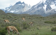 Velvet moments: travel photo of the week – Guanacos, Torres del Paine guanacos-torres-del-paine-photo