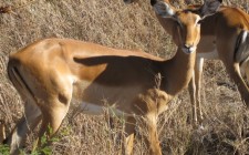 impalas-serengeti-photo
