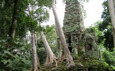 angkor-temple-jungle-photo