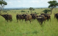 The Big Five in Uganda buffalo-murchison-uganda-photo