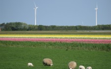 spring-sheep-flowers-holland-photo