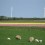 spring-sheep-flowers-holland-photo