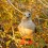 galapagos-bird-photo
