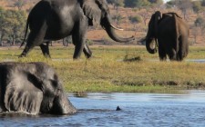 elephants-chobe-photo
