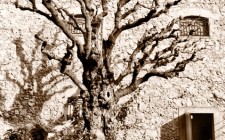 tree-dali-photo