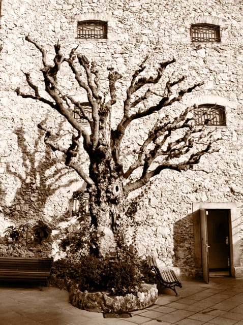 tree-dali-photo