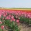 multi-colored-tulips-holland-photo