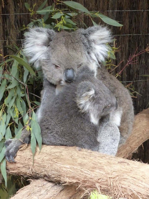 koalas-ballarat-wildlife-park-photo