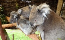 Velvet Moments: travel photos – koalas! koala-family-photo