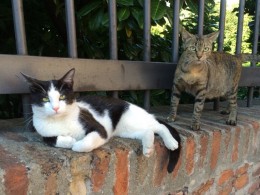 dozza-cats-photo