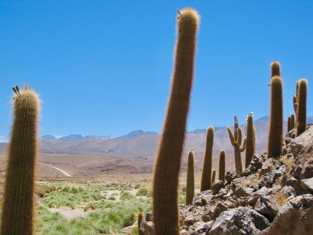 giant-cactus-andes-photo