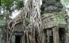 The wonders of Angkor Wat Ta Phrom