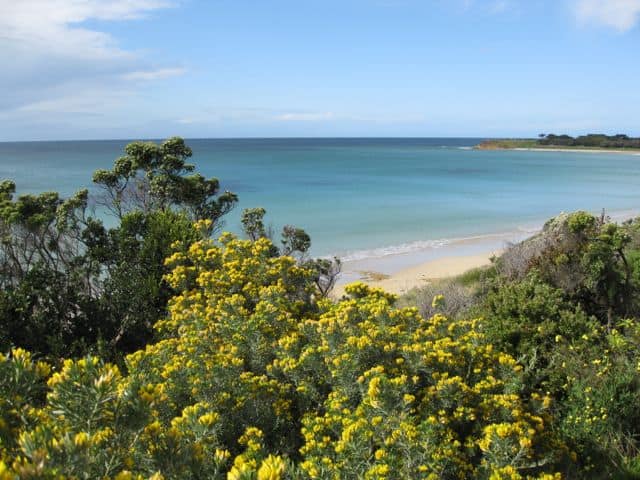 torquay-beach-photo