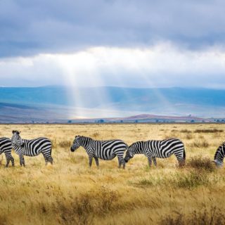 ngorongoro