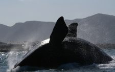 The marine life of the Western Cape Southern Right whale breaching