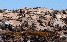 The marine life of the Western Cape The thousands of seals on Dyer Island