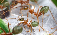 velvet escape’s Culinary Journey: Whitsunday islands green-tree-ants-photo