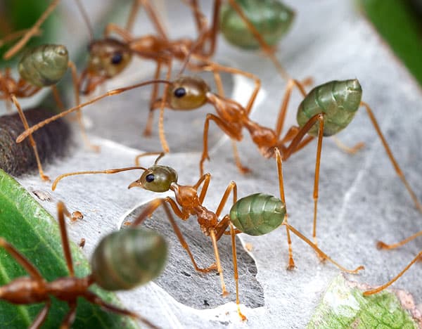 green-tree-ants-photo