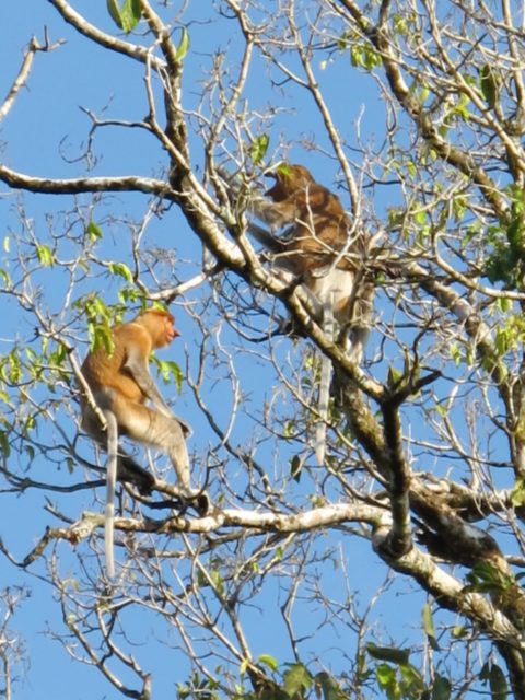 proboscis monkeys sabah nature