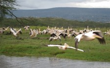The splendor of Lake Nakuru pelican-lake-nakuru-photo