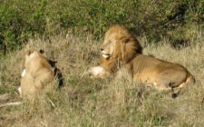 The majestic Masaai Mara lions-masaai-mara-photo