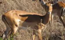 Serengeti magic impalas-serengeti-tanzania-photo