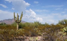 My velvet escape travel tip: Tucson, Arizona Courtesy of Vera Marie Badertscher, all rights reserved
