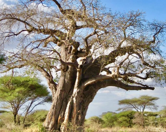 The splendid Tarangire