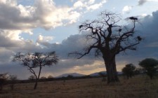 The splendid Tarangire Baobabs at sunset