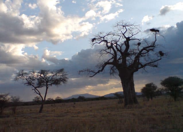 Baobabs at sunset