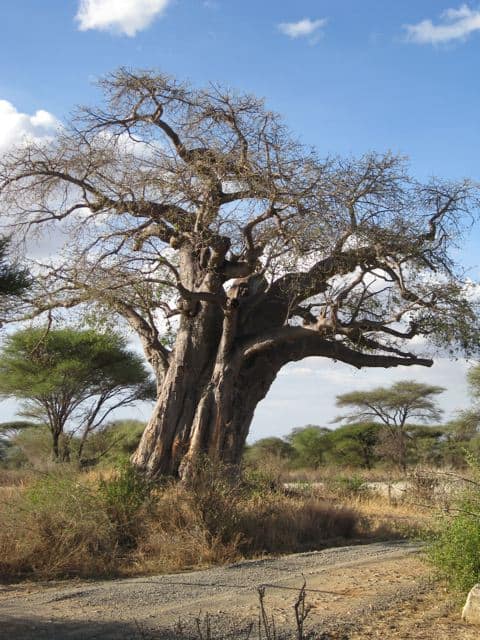 A gorgeous baobab tree