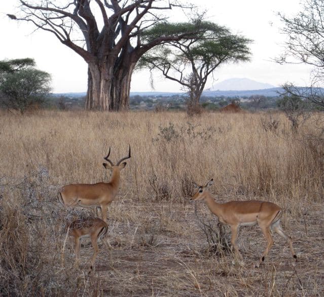 Impalas and a baobab tree