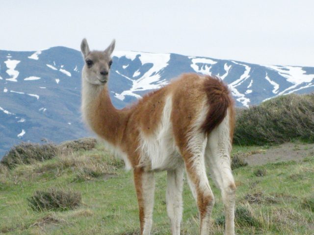 alpaca-photo