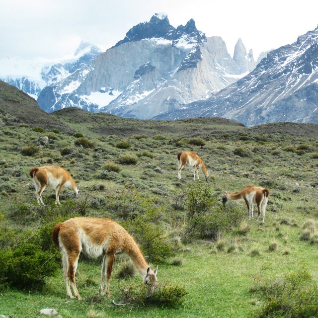 alpacas-torres-del-paine-photo