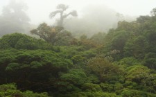Enchanting spots: Monteverde Cloud Forest, Costa Rica Monteverde Cloud Forest