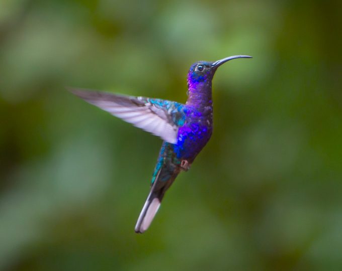 Enchanting spots: Monteverde Cloud Forest, Costa Rica