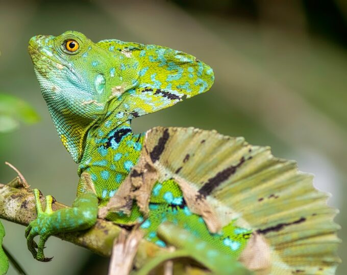 Enchanting spots: Tortuguero