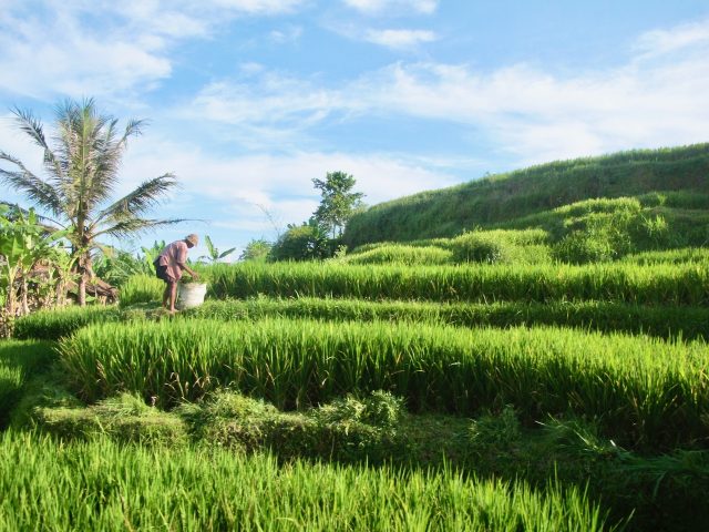 bali-rice-field-farmer-photo