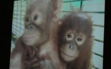The orangutans of Sabah Video at the Sepilok Orangutan Sanctuary