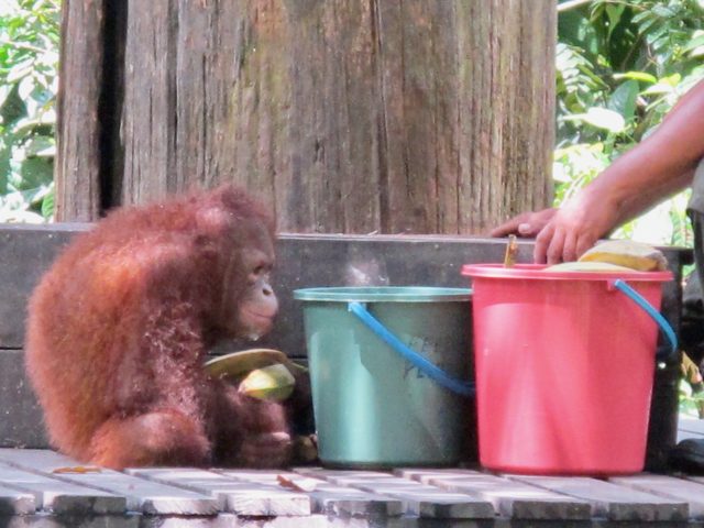 baby-orangutan-sabah-photo