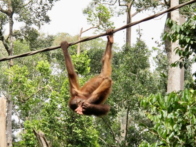 orangutan-sepilok-sanctuary-photo