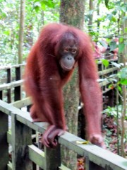 orangutan3